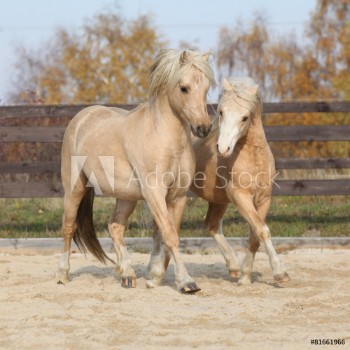 Afbeeldingen van Two amazing stallions playing together